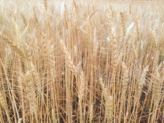selective focus of Wheat field, soft focus, vintage tone background