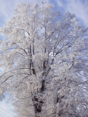 Дерево зимой