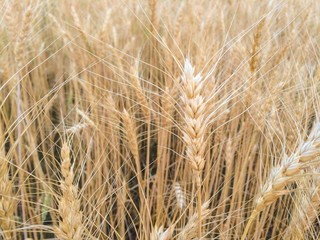 selective focus of Wheat field, soft focus, vintage tone background