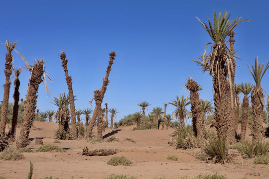 abandoned Palmeraie near Dar Paru in Morocco.