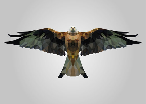 Eagle bird flying free with wide open wings and looking vector