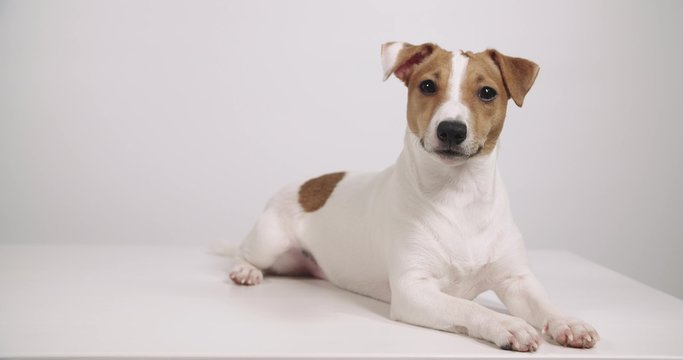 4K white background dog Jack Russell sitting, portrait