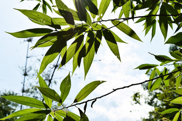 Green leaves nature with over sun light
