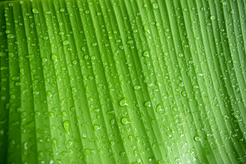 Fototapeta na wymiar Closeup abstract of banana leaf and drop rain water nature background