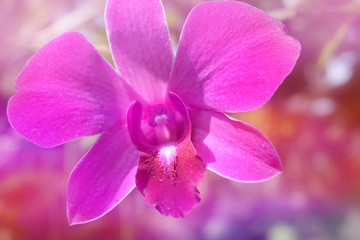 pink purple orchid in soft color style for Abstract background.