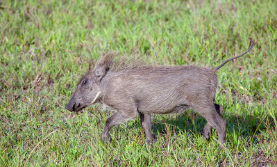 Warzenschwein im iSimangaliso-Wetland-Park Südafrika