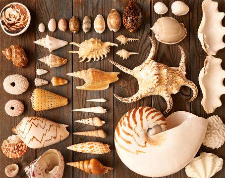 Seashell Collection