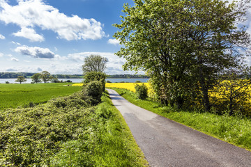 Rapsbl&uuml;te an der Schlei