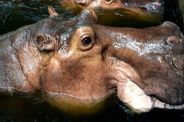 Head Hippopotamus Hippo  in chiangmai zoo thailand