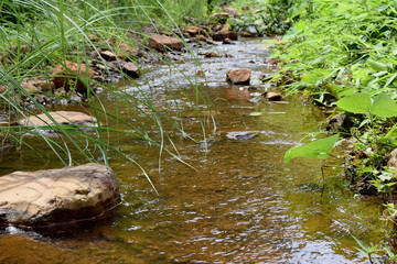Fototapeta na wymiar River stream in a forest. Beautiful summer landscape.
