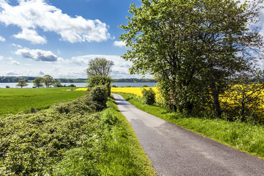 Rapsbl&uuml;te an der Schlei
