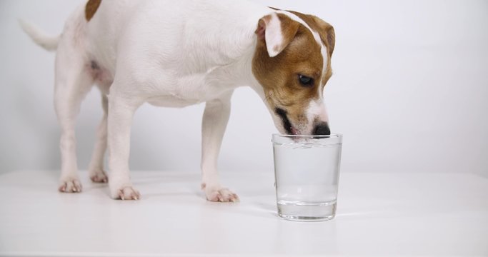 Jack Russell Terrier drinking water from a glass, white background slow motion