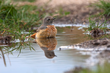 Young common redstart, Phoenicurus phoenicurus