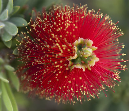 Red Pohutakawa Flower