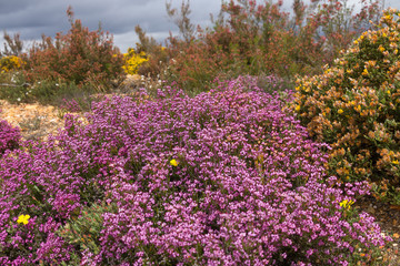Brezos con Flores en Primavera - Brezos y arbustos florecidos en colores rosa o malva y amarillo 