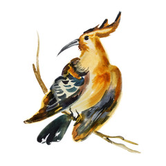 Watercolor hand drawn artistic illustration of tropical cristate bird