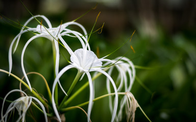 White Crinum Lily flower