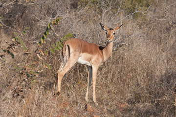 Impala at Mokolodi Nature Reserve