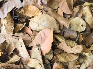 abstract dry leaves on floor in autumn