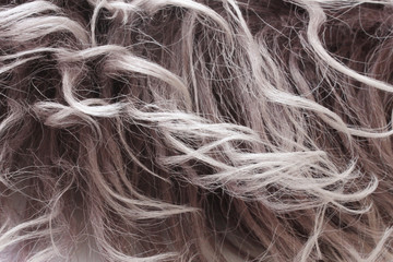 Fototapeta premium hair and fur with the animal the goat had long curly pile