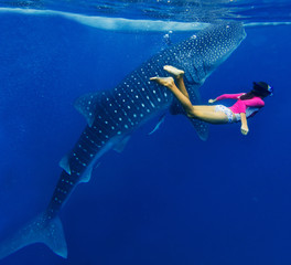 Girl snorkeling with whale shark - 105531373