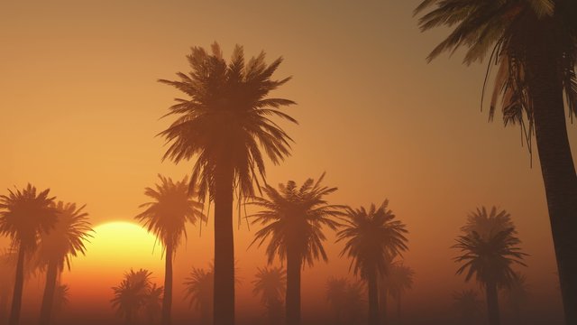 fog glowing sun and palms