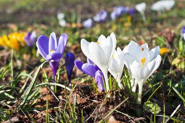 Krokusse im Fr&uuml;hling