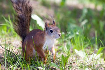 beautiful squirrel against a green grass