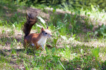 beautiful squirrel against a green grass