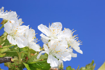 Obraz premium blossomed tree twig