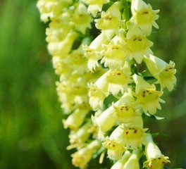 Close-up image of a Yellow Foxglove (Digitalis lutea). © paulst15