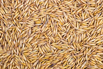 Crude closeup of oats