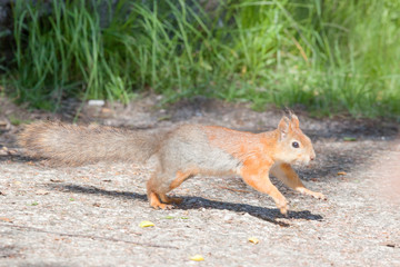beautiful squirrel against a green grass