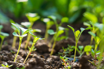 Young sprout on pile of soil in the garden.