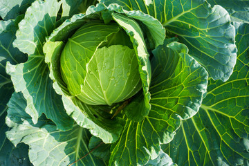 Fototapeta premium Fresh cabbage in the garden organic farming