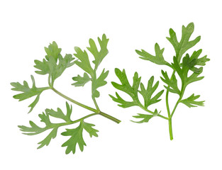 Green coriander leaves close-up on white