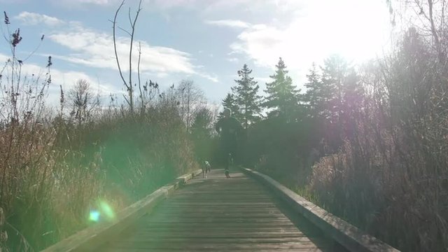 Sun Flare Up Nature Boardwalk with Male Jogger and Boston Terrier Dog