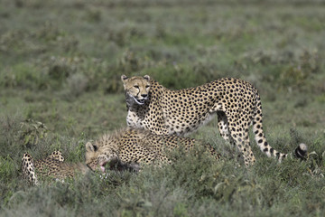 Portrait of wild cheetah in its natural habitat