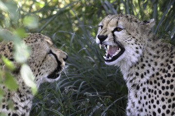 Portrait of wild cheetah in its natural habitat