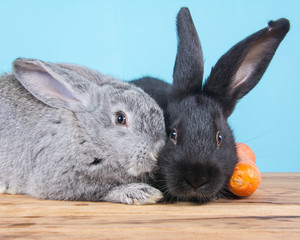 rabbits in studio