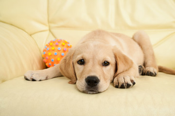 Labrador puppy ying on the sofa with his ball