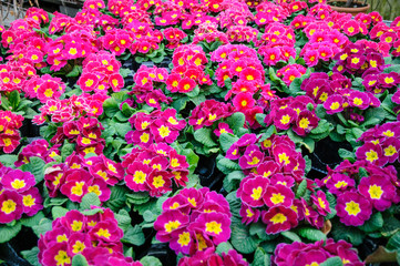 Obraz premium Primule fuxia