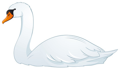 Naklejka premium Beautiful Swan