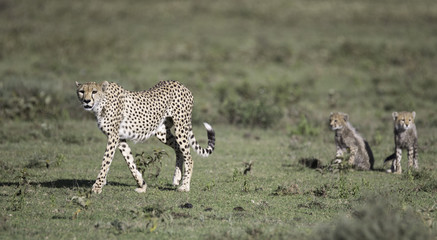 Portrait of wild cheetah in its natural habitat