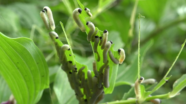 Sawfly caterpillars eating solomans seal plants and leaves