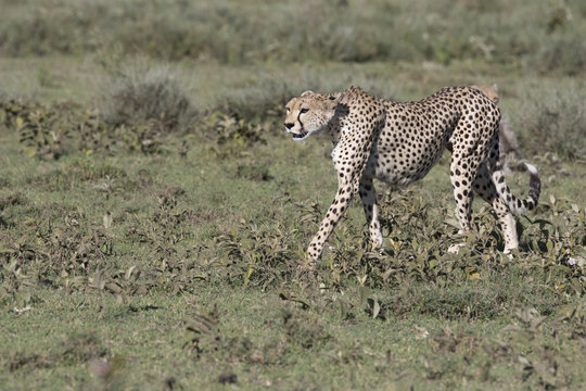 Portrait of wild cheetah in its natural habitat