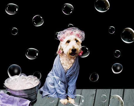 White Shaggy Dog Preparing To Take Bath While Wearing Blue Bath Robe And Hair Up In Pink Sponge Curlers And Shower Cap.  Bubles Surround Her Against Black Background