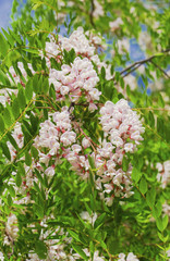 Beautiful Acacia flowers