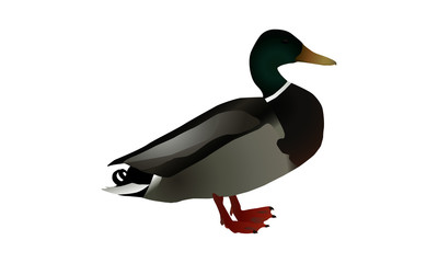Obraz premium A vector image of a drake mallard duck (Anas platyrhynchos) on a white background.