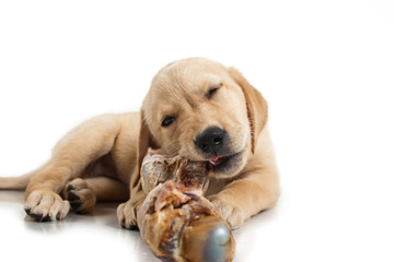 Labrador puppy chewing a large bone,  BARF, Bones And Raw Food